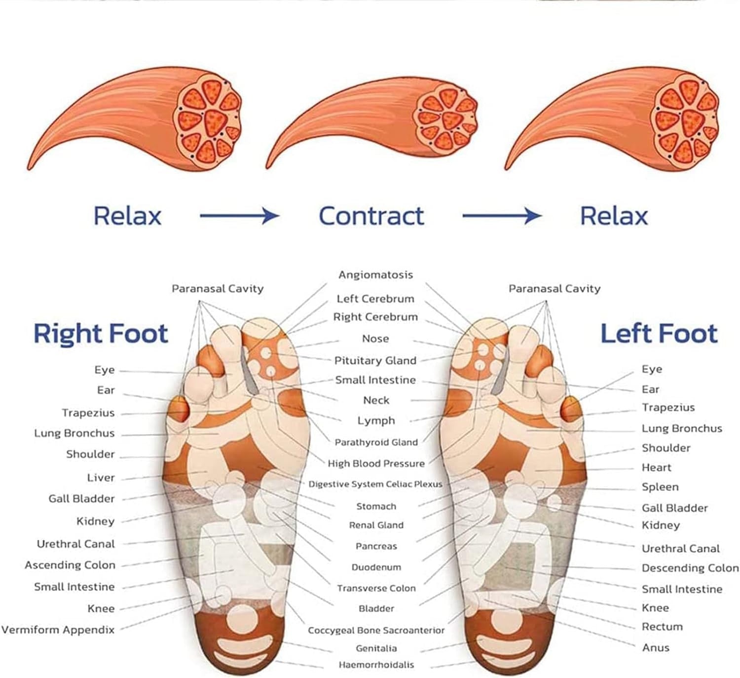 Masajeador Pies Eléctrico USB Portátil Estimulador Muscular